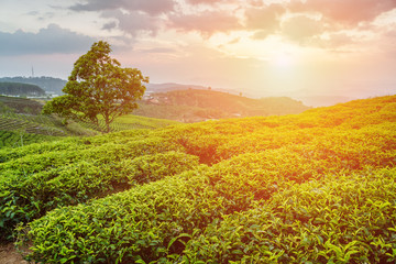 Bright green tea bushes and tree on sunset sky background