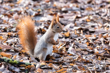 Naklejka na ściany i meble funny squirrel standing in dry fallen yellow leaves and searching for food in park