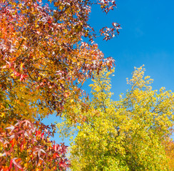 Liquidambar styraciflua, commonly called American sweetgum, in fall season with Its red, orange and yellow leaves