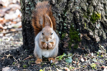 young squirrel sitting near tree on the ground in autumn park