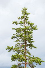 Beautiful top of a pine