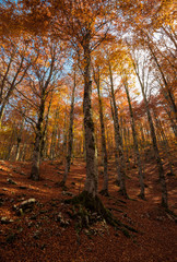 Fototapeta premium The autumn with foliage in the National Park of Abruzzo, Lazio and Molise (Italy) - An italian mountain natural reserve, with little old towns, the Barrea Lake, Camosciara, Forca d'Acero, Val Fondillo