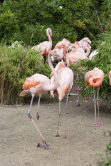 Flamingo adults.
