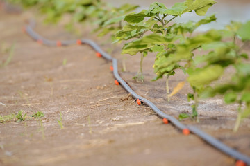 Drip Irrigation System