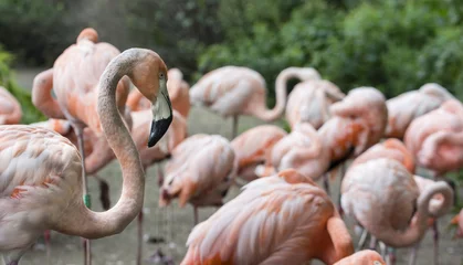 Photo sur Plexiglas Flamant Flamingo adults.