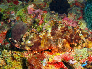 Scorpionfish