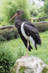 Stork black adult bird. 
