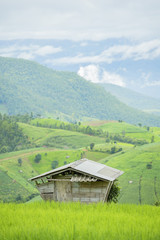  landscape grow rice