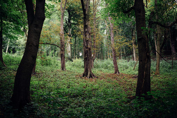Dunkler Mischwald im Harz