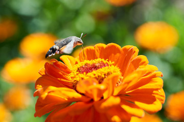 Hummingbird hawk-moth The hummingbird hawk-moth (Macroglossum stellatarum) is a species of moth. The hummingbird hawk-moth is distributed throughout the northern Old World from Portugal to Japan, but 