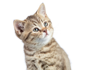 Obraz premium Portret ciekawy kot śmieszne na białym tle