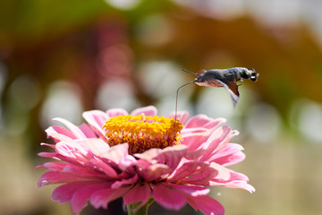 Hummingbird hawk-moth The hummingbird hawk-moth (Macroglossum stellatarum) is a species of moth. The hummingbird hawk-moth is distributed throughout the northern Old World from Portugal to Japan, but 