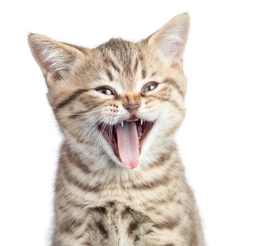 Funny cat portrait yawning with open mouth isolated