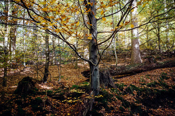 Bunte Blätter an einer Buche im Wald