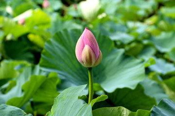 Pink lotus bud in Kamakura, Japan