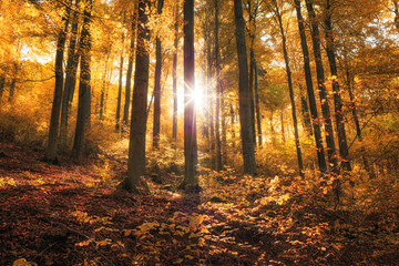 Fototapeta premium Złota jesień w lesie ze słońcem