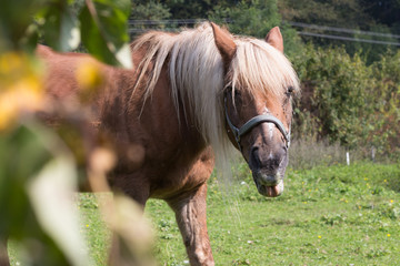 mother horse with its foal on a autumn day in september near stuttgart south germany on green lawn...