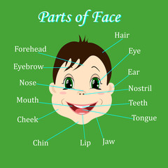 Cartoon child. Boy. Vocabulary of face parts. Vector illustration.