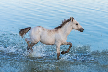 Obraz na płótnie Canvas Foal running in the water, in the swamps in Camargue, in the evening 