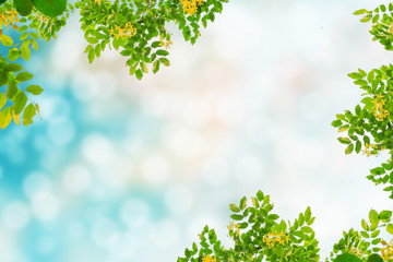 green leaves frame on bokeh background