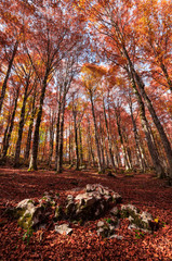Obraz premium The autumn with foliage in the National Park of Abruzzo, Lazio and Molise (Italy) - An italian mountain natural reserve, with little old towns, the Barrea Lake, Camosciara, Forca d'Acero, Val Fondillo