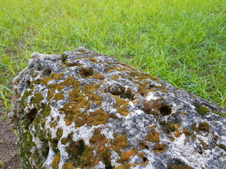 Nature in the rock