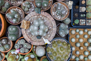  close-up barrel cactus