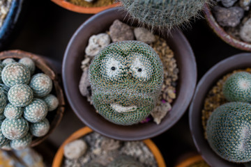  close-up barrel cactus