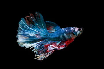 Foto op Aluminium The moving moment beautiful of siam betta fish in thailand on black background. © Soonthorn