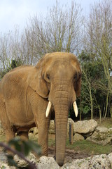 Fototapeta na wymiar African elephant 