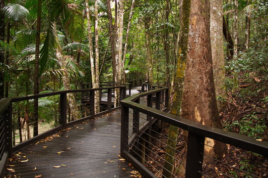 Fototapeta Wanderweg durch den Regenwald auf Fraser Island in Australien