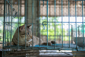 Cat in the cage