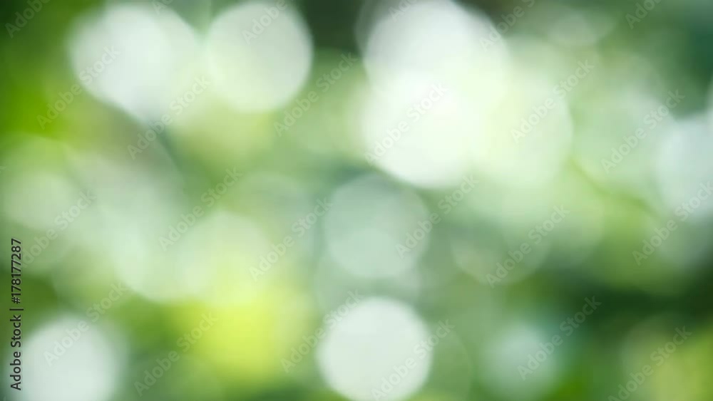 Canvas Prints video 4k footage of abstract bokeh blur tree nature background with sunlight on summer.