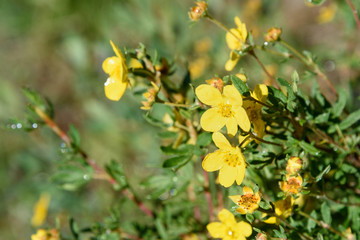Dasiphora fruticosa flowers