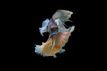 Foto op Canvas The moving moment beautiful of siam betta fish in thailand on black background. © Soonthorn