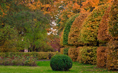 Beautiful autumn park alley. with yellow leaves on the trees