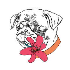 Dog with summer lily flower. Cute pug portrait. Vector illustration.