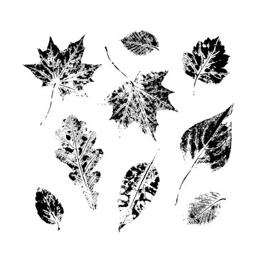 Set of autumn, fall leaves - oak, maple, birch - hand made ink print, stamp set, solated black and white vector illustration. Hand printed set of black and white leaves, fall, autumn symbols