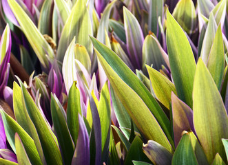 Tradescantia spathacea (Boat Lily,Oyster Lily,Oyster plant) close up.Floral background.
Selective focus.