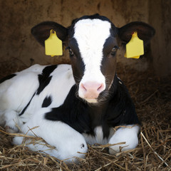 cute young black and white calf lies in straw and looks alert © ahavelaar