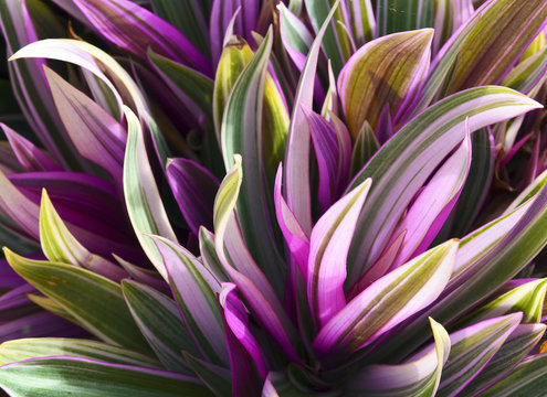 Tradescantia spathacea (Boat Lily,Oyster Lily,Oyster plant) close up.Floral background.
Selective focus.