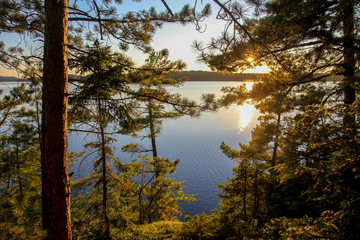 Sunny Evening in the Park