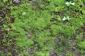 Moos und Flechten bewachsene Wand