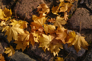 Autumn colored maple leaves on the paving stone
