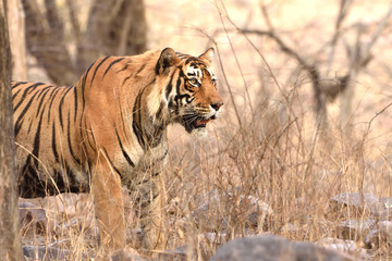 Fototapeta na wymiar Full grown Royal Bengal Tiger