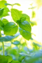 Fresh Mint Leaves 