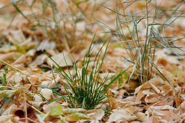 опавшие листья