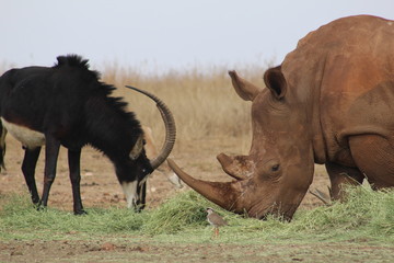 Obraz premium Wild Life in Africa