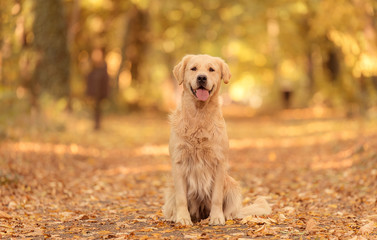 Golden Retriever dog relaxing in autumn park