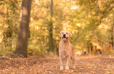Golden Retriever dog relaxing in autumn park